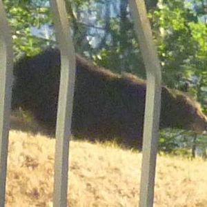 Meet your Posher, Ken